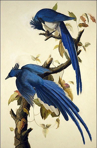 John James Audubon Columbia Jay